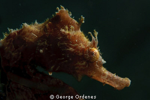 Seahorse at BHB
Backlit with off camera strobe
D300 105mm by George Ordenes 